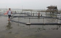 Thời tiết bất thường, cá dìa nuôi ở Thừa Thiên Huế bị chết