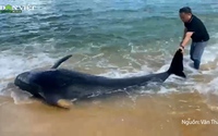 Quảng Ngãi: Nỗ lực giải cứu “cá ông” dài 3 mét, nặng hơn 300 kg dạt vào bờ