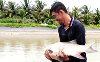 Trà Vinh: Người đầu tiên nuôi cá hô đặc sản ấp Xoài Lơ, con to nhất 18kg, bán giá gần nửa triệu/kg