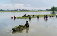 Nông dân Đông Sơn ở Thanh Hóa dầm mình dưới đồng giúp nhau gặt lúa bị ngập sâu trong nước