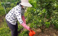 Ủ cá thành phân bón, vườn cây trái của nữ nông dân ở Gia Lai sum suê, trĩu mọng