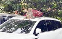 Vườn thú Hà Nội dùng ống tiêu tẩm thuốc mê bắt khỉ hoang hung dữ, quậy phá trong khu bãi xe 