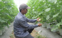 Bỏ phố về vườn đầu tư hơn 3 tỷ trồng dưa lưới công nghệ cao, anh nông dân Đồng Nai thu lãi tiền tỷ/năm