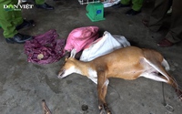 Video: Phát hiện nhiều động vật hoang dã tại quán nhậu ở Huế 