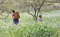 Mộc Châu, Sơn La mùa hoa cải nở tinh khôi ngày cuối năm 