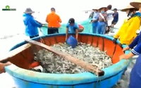Sửng sốt mẻ cá lưới rùng “để đời” của ngư dân vùng biển Quảng Ngãi