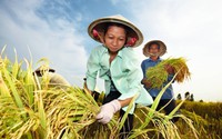 Làm giàu bền vững từ cây lúa qua cuộc thi "Triệu phú Nông gia Bayer 2022-2023"