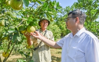 Nông dân Quảng Ninh sản xuất kinh doanh giỏi, có tỷ phú nông dân được tặng Bằng khen của Thủ tướng Chính phủ 