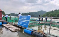 Nuôi cá nheo Mỹ trên sông, hồ chứa nước ngọt ở Lạng Sơn, cứ 1 lồng bắt lên hơn 1,4 tấn