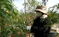 Hà Nội: "Vặt lá ra tiền" từ nghề tuốt lá đào ở làng Nhật Tân