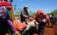 Bộ trưởng Lê Minh Hoan bất ngờ khi hãng nước giải khát lại đi trồng khoai tây giúp dân thu tiền tỷ