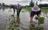 Ninh Thuận: Nông dân rớt nước mắt vì hàng trăm hecta rau màu phục vụ Tết chìm trong biển nước