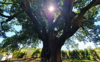 Ở Bạc Liêu có cây xoài cổ thụ hơn 340 năm tuổi lớn nhất vùng ĐBSCL vẫn sai trái, mỗi vụ thu hàng trăm kg