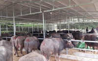 Nóng tình trạng buôn bán trâu bò trái phép qua biên giới với Lào, Campuchia, Bộ NNPTNT chỉ đạo khẩn