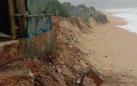 Bình Định: 100m bờ biển bị sạt lở "chưa từng có", ăn sâu vào đất liền đến 4m