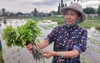 UBND tỉnh Ninh Thuận chỉ đạo "nóng" về ứng phó và khắc phục thiệt hại do mưa lũ sau phản ánh của Dân Việt