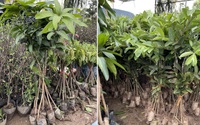 Báo NTNN/Điện tử Dân Việt trao tặng hơn 10.000 cây giống cho bà con nghèo ở Hà Giang