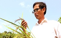 Lão nông chỉ học hết lớp 6 ở xứ lụa Tân Châu lai tạo gần 60 giống lúa