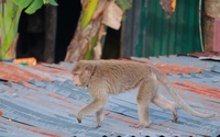 Một con khỉ cổ đeo vòng "thoắt ẩn thoắt hiện" ở thành phố Cao Lãnh của Đồng Tháp
