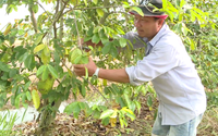 Đất phèn Tiền Giang trồng loại cây “nồi đồng, cối đá”, hóa ra nông dân lại thu tiền triệu mỗi ngày