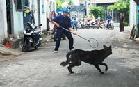 Phường Đại Kim (Hoàng Mai) bắt chó thả rông trên địa bàn, phạt tới 2 triệu đồng