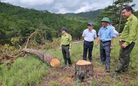 Chủ tịch tỉnh Lâm Đồng kiểm tra hiện trường vụ phá rừng, cưa hạ hơn 300 cây thông 3 lá