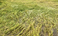 Hàng nghìn ha lúa ngã rạp do mưa to gió lớn ở Quảng Bình