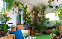 7 mẹo tìm cây cảnh thích hợp trong không gian nhà bạn, không chỉ đẹp mà còn lớn như thổi