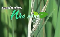 Chuyển động Nhà nông 20/5: Đạo ôn cổ bông hoành hành tại Hà Tĩnh, người dân “trồng lúa gặt rơm”