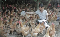 Nuôi gà đẻ trứng kín cả chuồng, bí quyết nào giúp ông nông dân Thái Nguyên nói không với thua lỗ?