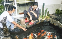 Giàu chơi cá, khá chơi chim, phong trào rót tiền tỷ nuôi cá quý tộc bơi dày đặc nở rộ ở Khánh Hòa