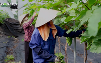 Thăm nông trại nho hữu cơ đầu tiên tại Hà Nội