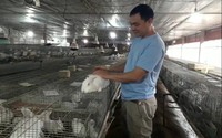 Chỉ nuôi đàn thỏ mẹ 150 con, anh nông dân Thái Nguyên xuất bán cả ngàn con thỏ mỗi năm