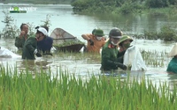 Công an Hà Nội xuống đồng "cứu lúa" giúp người nông dân