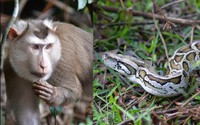 Rắn hổ mang, trăn, khỉ cùng nhiều cá thể quý hiếm được Vườn Quốc gia Cúc Phương thả về rừng