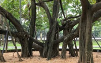 Chuyện ít biết về cây đa Bác Hồ trồng trên đảo dừa ở Hà Nội