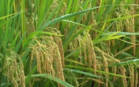 Thử nghiệm giống lúa mới cho năng suất cao, chống chịu sâu bệnh tốt