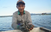 Canh thủy triều xuống, dân Khánh Hòa đi săn "lộc biển" là con đặc sản gì mà kiếm cả triệu đồng/ngày?