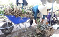 Nông dân Sa Đéc ở Đồng Tháp kiếm bộn tiền từ trồng cây hoa sứ Ánh Dương bán sang Trung Đông