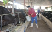 Nhặt rác, phụ phẩm làm thức ăn nuôi bò "siêu to khổng lồ", nông dân Hà Nội thu trên 1 tỷ đồng/năm
