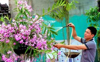 Không phải hoa lan đột biến nhưng ngắm những giò hoa lan rừng khổng lồ này ở Lai Châu, ai cũng thầm ao ước