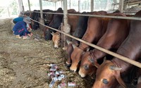 Tỷ phú nuôi bò Đồng Nai với sáng chế máy băm cỏ “4 trong 1”