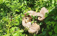 Gần 12 hecta đất rừng ở Bình Định bị tàn phá, xâm chiếm