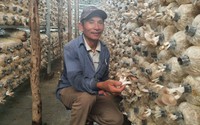 Hội Nông dân Đà Nẵng tổ chức 366 cuộc kiểm tra về tình hình sản xuất, đời sống nông dân 