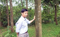 Khởi tố nguyên Bí thư - Chủ tịch xã ở Quảng Bình vì thuê người chặt phá rừng của dân