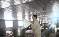 Vượt qua dịch bệnh, anh nông dân này ở Thái Nguyên vẫn khá giả lên nhờ nghề nuôi lợn