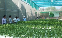 Mô hình trồng rau thủy canh cho thu nhập “khủng” ở Khánh Hòa