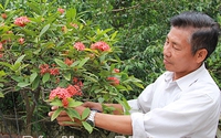 Suýt chán nản bởi cơn thoái trào trồng cây cảnh, ai ngờ kiên trì cắt, tỉa, ông nông dân Nam Định lại thành tỷ phú