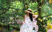 Vườn trái cây đẹp như phim ở Long Khánh, ngỡ lạc lên Đà Lạt, ngào ngạt mùi trái chín, quay phim, chụp ảnh là nhất