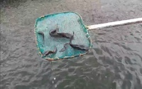 Làng nuôi cá phóng sinh ở Sài thành tấp nập mùa Vu lan